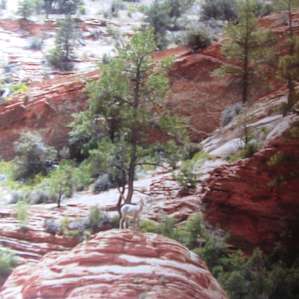 Mountain Sheep at Zion