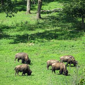 Buffalo herd