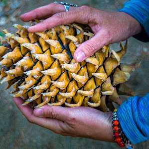 Pinecones as big as your head!