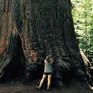 The sequoias are really staggering. This is the largest tree in the park, located at the end of the South Grove trail.