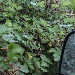 Blackberries blackberries. So many blackberries you can literally pick them on the drive in and out.
