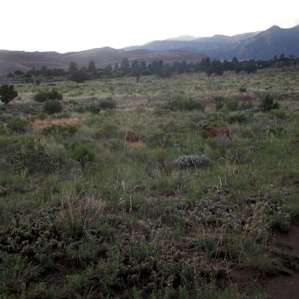 Wildlife and sunset right by campsite - deer frequented there