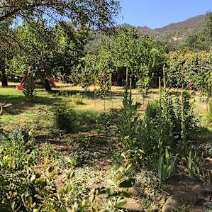 front yard has lots to offer