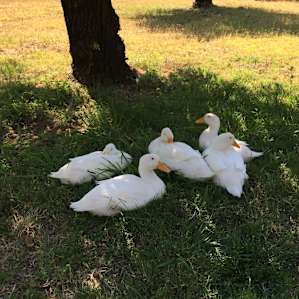ducks