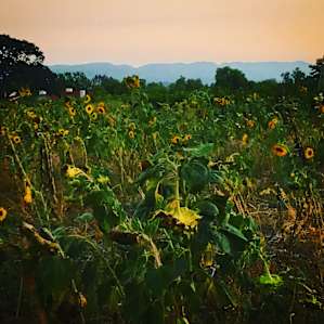 Sunflowers growing on the farm at dusk