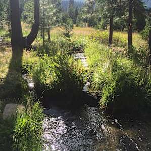 Shasta View Meadow