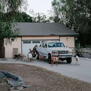 Goats getting ready for a road trip.