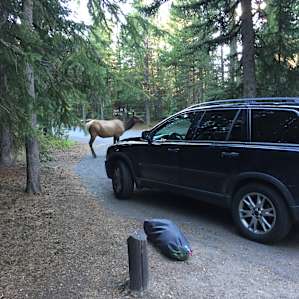 Elk at our campsite!