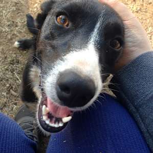 Such a sweetie! My dog (chihuahua & terrier mix) can have trouble getting along with others, but she became fast friends with this one :)
