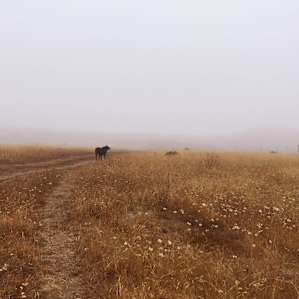 Camp Windhorse