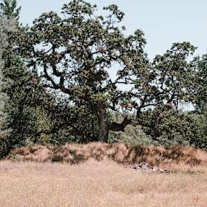 Big and beautiful tree further down the trails.