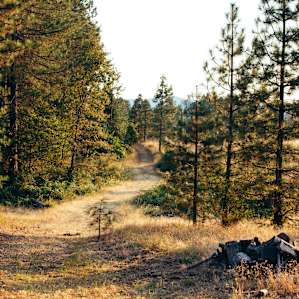 Golden light down one of the many old roads on the property.