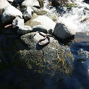 Found this little friend after swimming, He had a bigger brother that we didn't get a picture of.