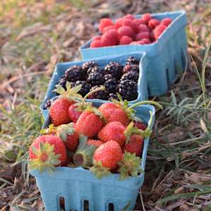 Our berry finds