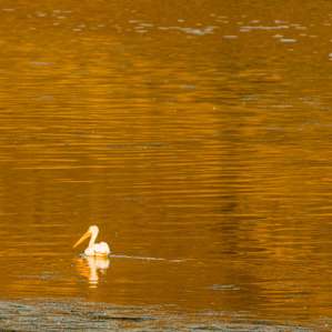 White Pelican in Snake River