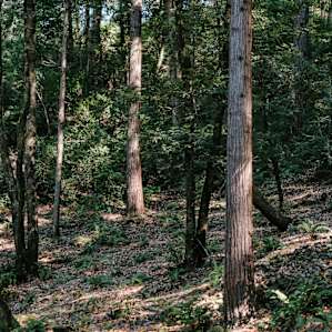 Pano view of the two cottages.