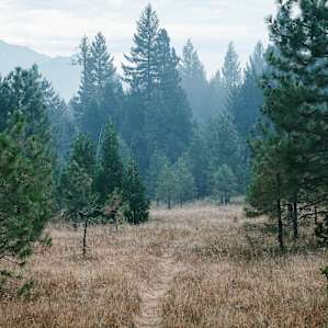 Path back to the tree house in the meadows. You can see Mt. Shasta in the background.
