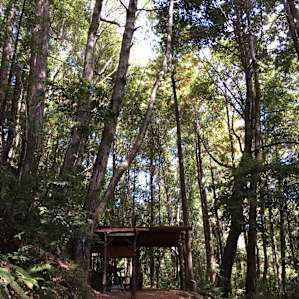 Sheltered camp in the middle of redwoods