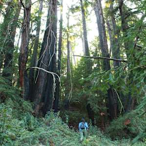 Wandering around the Redwoods