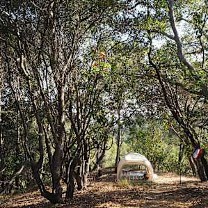tent forest lodging