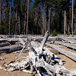 There's drift wood around these parts.