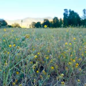 fields of wild flowers.