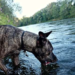 river or giant water bowl? you decide..
