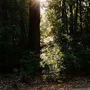 Morning sun through the trees