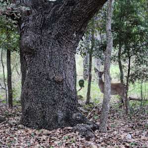 Deer in the morning around the trails