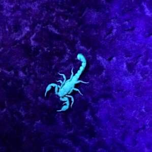 Night hike with the ranger to look for scorpions with a black light. How adventurous are you?