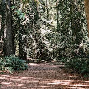 Grove of the Old Trees trail.