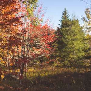 The view into the woods from the porch.