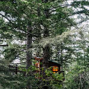 The magical view of the treehouse from the forest floor.