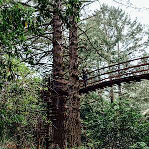 The suspension bridge as seen from the forest floor.