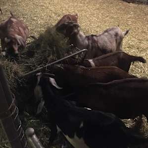 Goat snacktime