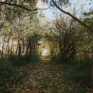 The pathway along the river follows a fantastic tunnel through the brush.