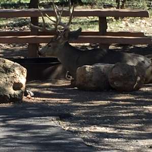 Deer taking a little rest in an empty site