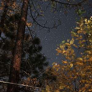 Incredible stars above the towering pines right above the tents.