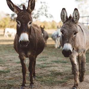 miniature donkeys