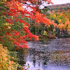 New England Foliage at it's Best!