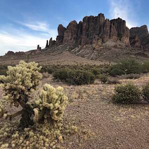 Cholla around campground