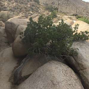 Desert Tower Tent Camping