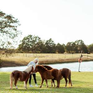 6 mini-horses on the property! Bring some carrots for them to munch on and they will follow you all over the property