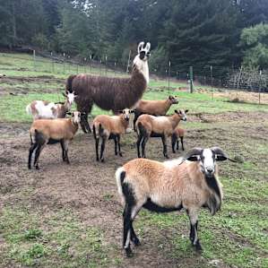 Cosmo the guardian of the sheep!
