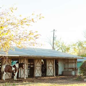 One of the horses heading into the stables