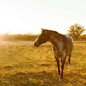 The sunset was beautiful over the pasture
