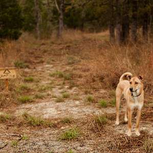 Pilgrim loved running all over the campground.