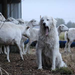 Good Earth Organic Farm Camp