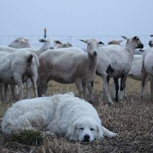 Good Earth Organic Farm Camp