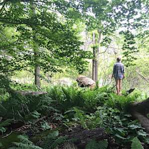 You get a nice mix of beach and forest at this park. It's the best of both worlds.